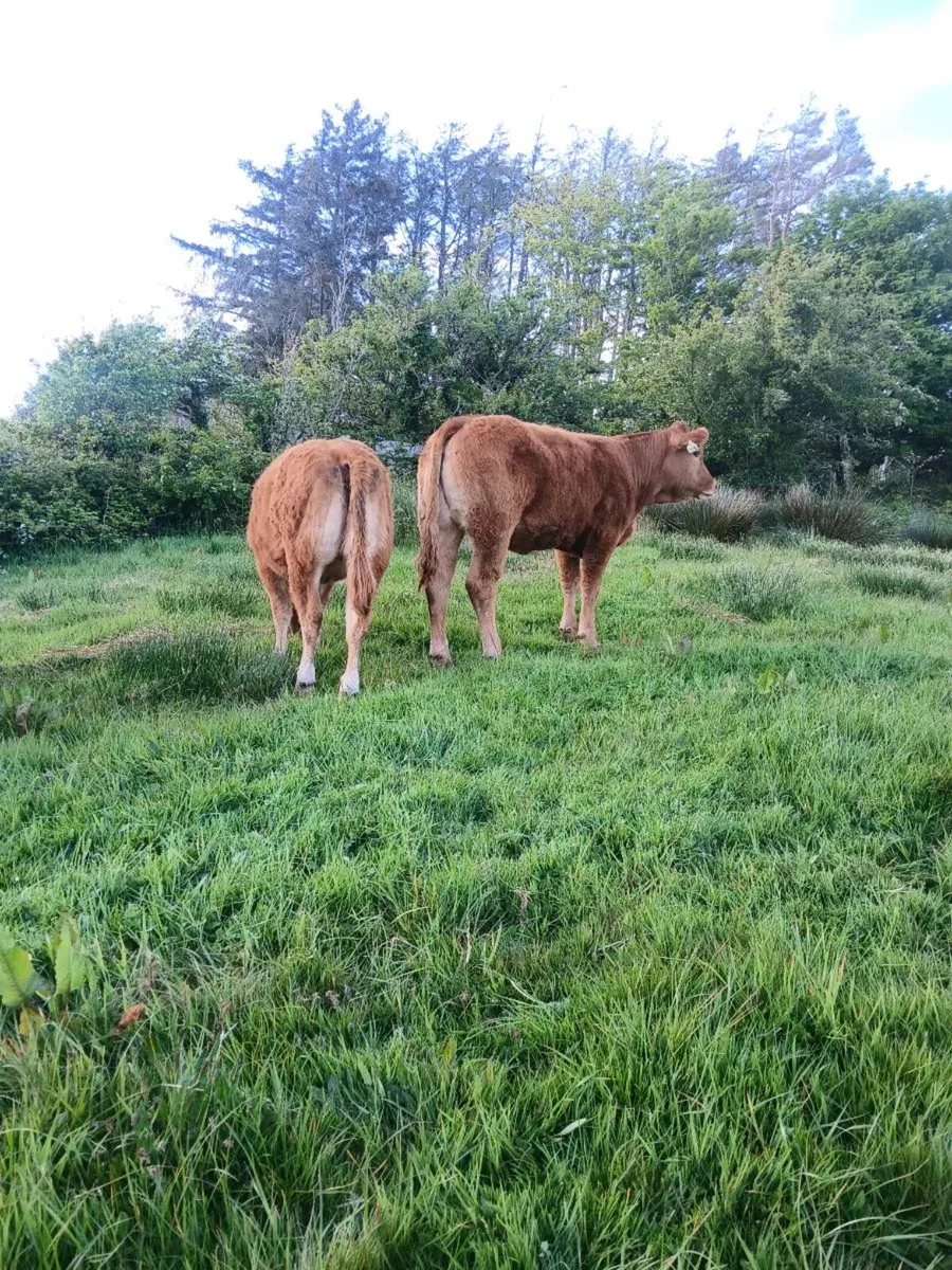 Breeding Heifers - Image 1