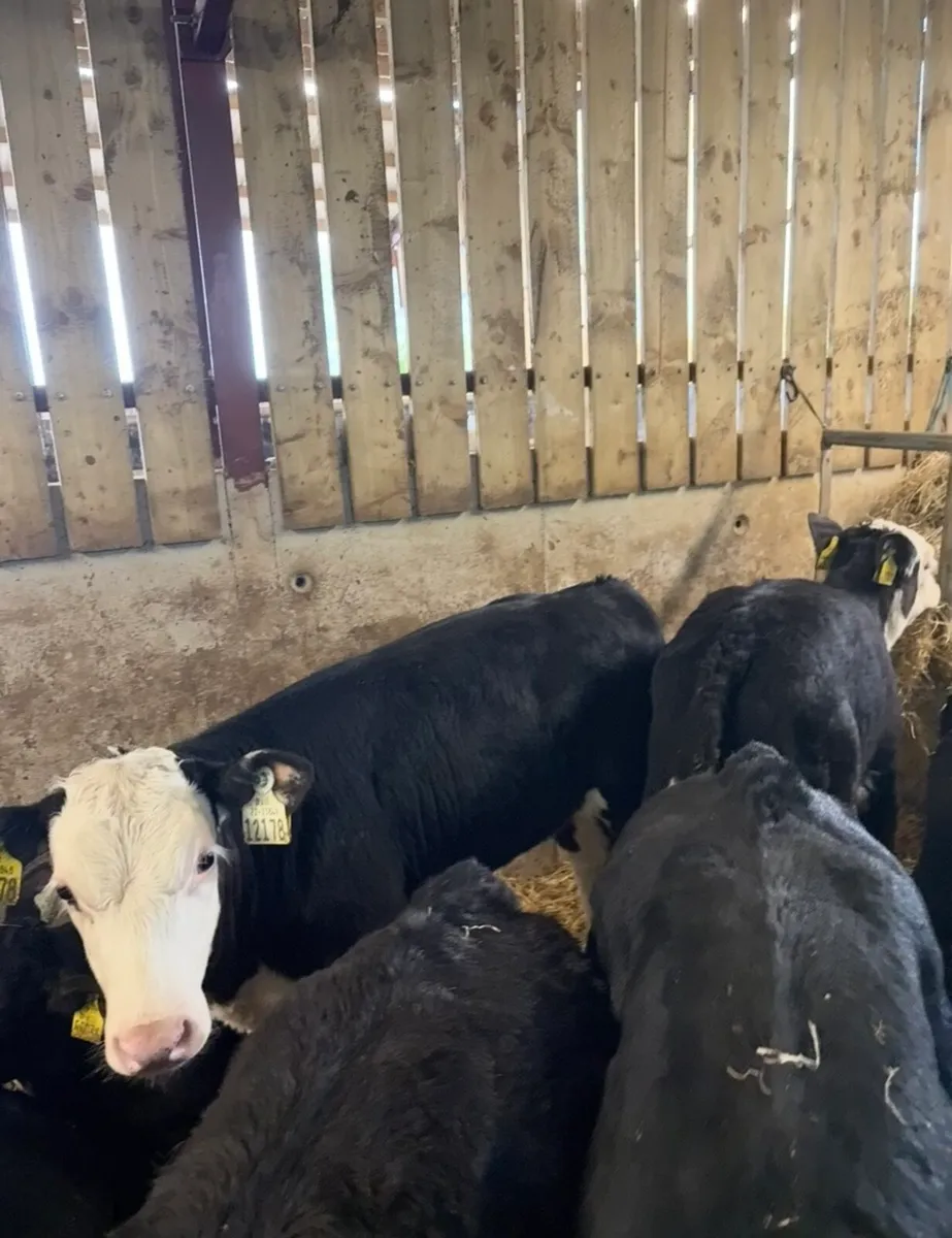40 super well reared heifers for sale 🔥 - Image 2