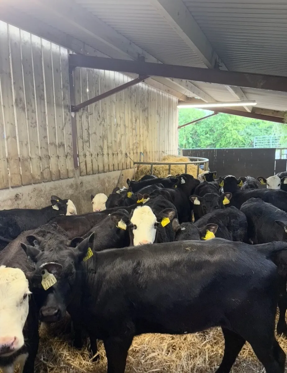 40 super well reared heifers for sale 🔥 - Image 1