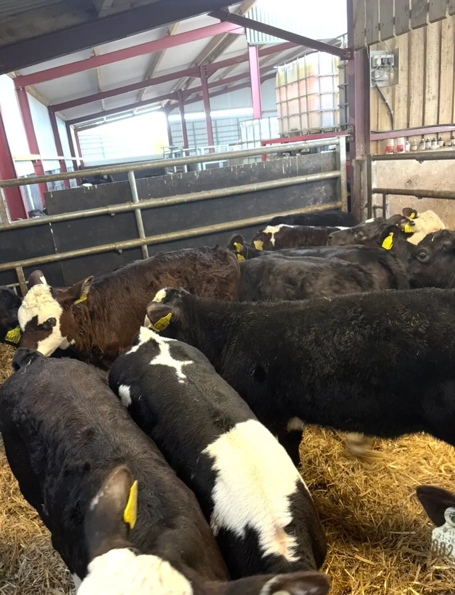 40 super well reared heifers for sale 🔥 - Image 3