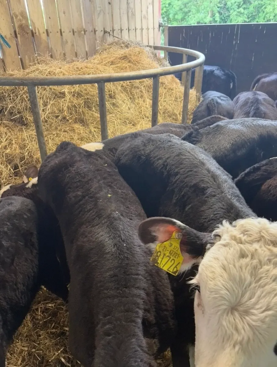 40 super well reared heifers for sale 🔥 - Image 4