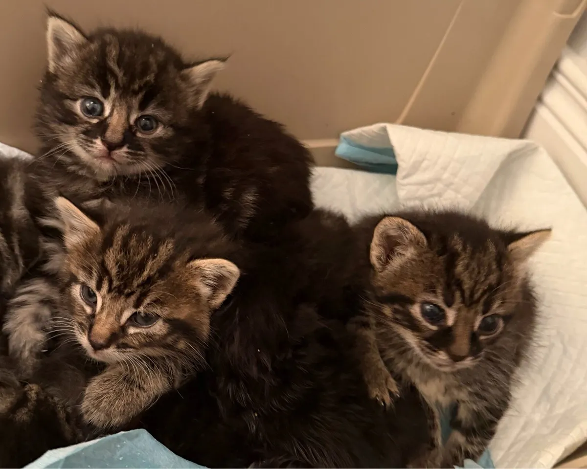 Female Kittens - Image 2