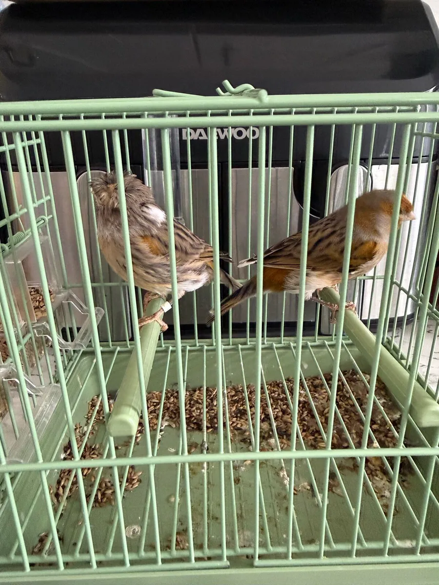 Canaries - Image 1