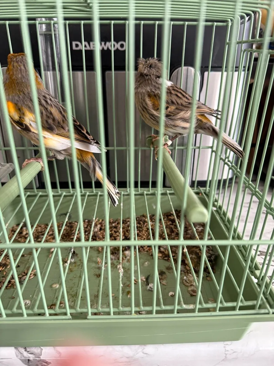 Canaries - Image 2