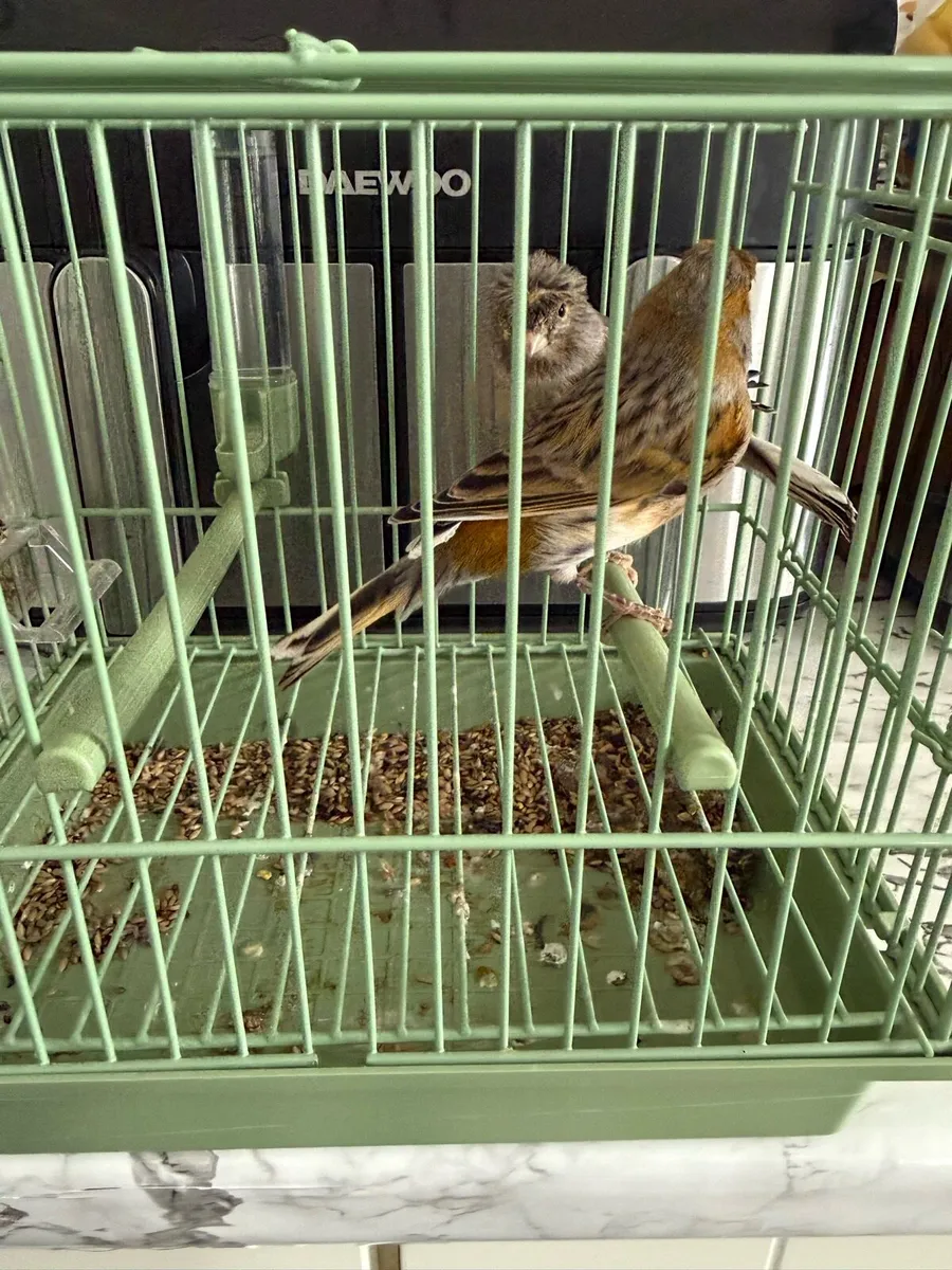 Canaries - Image 3