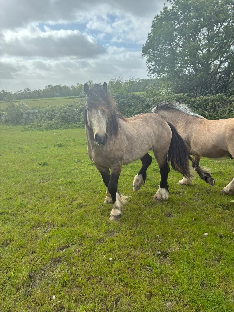 2yr Old Dun Colts - Image 2
