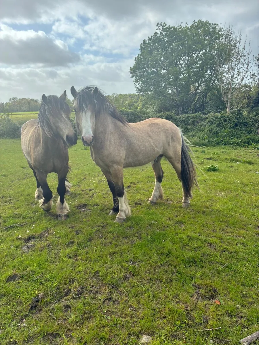 2yr Old Dun Colts - Image 3