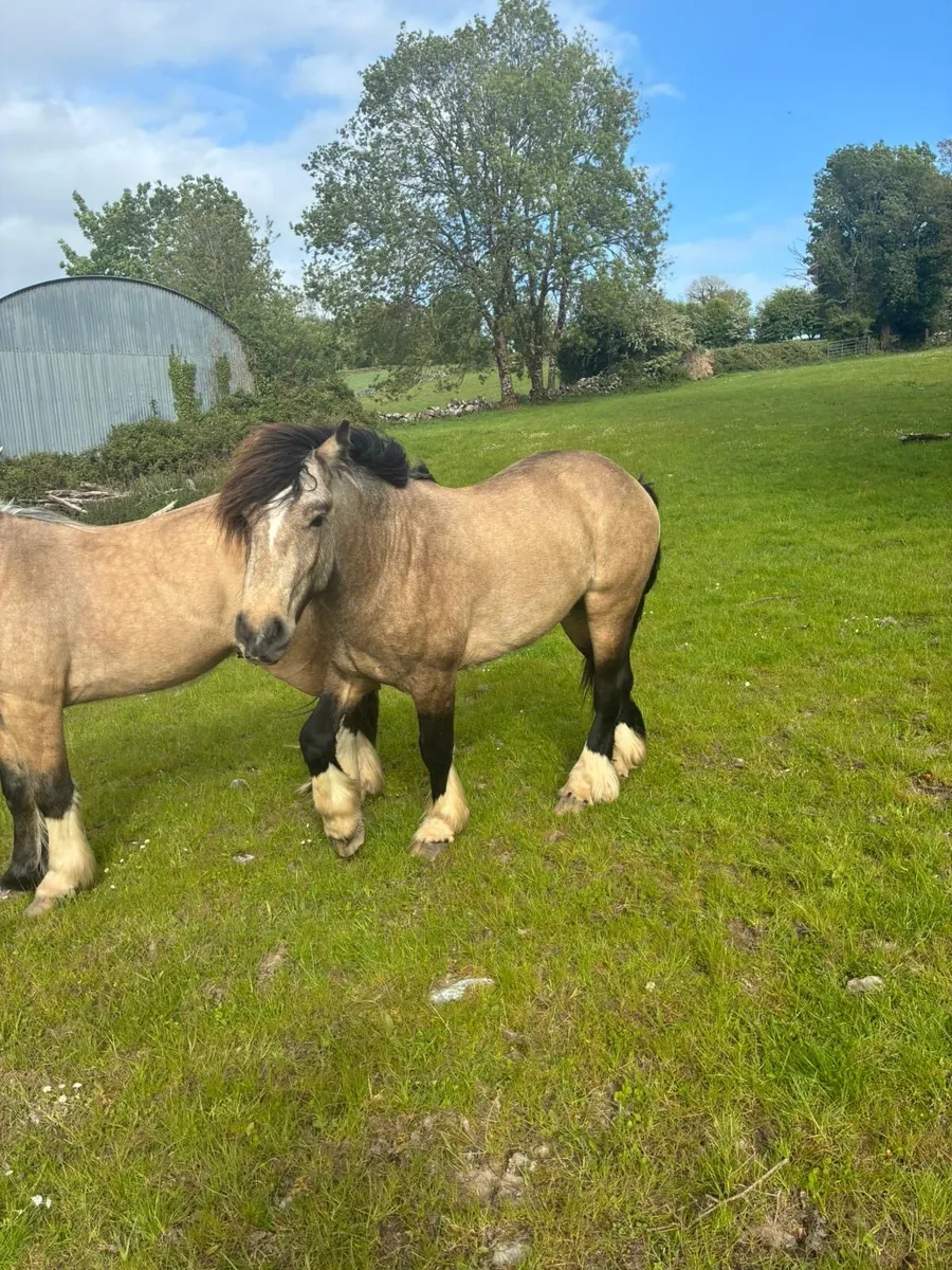 2yr Old Dun Colts - Image 4
