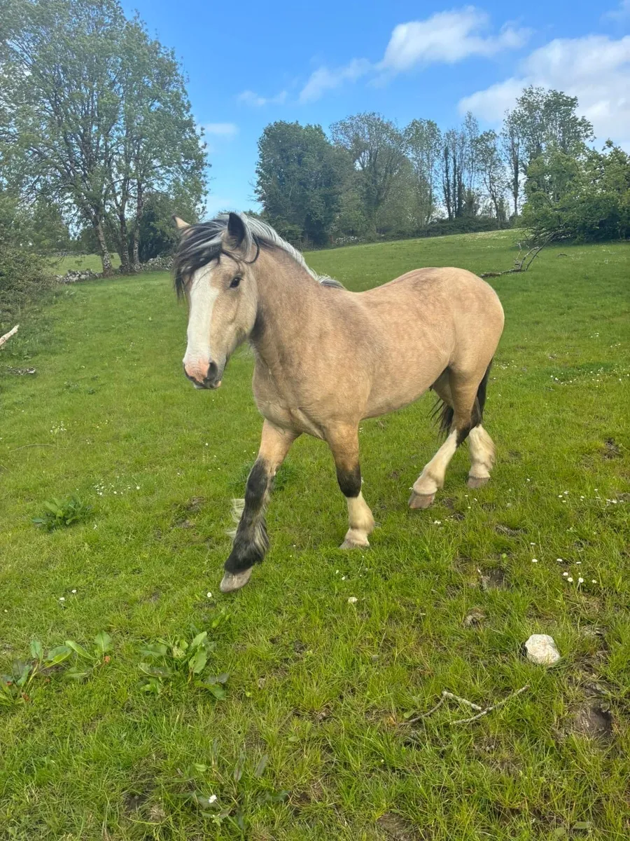 2yr Old Dun Colts - Image 1