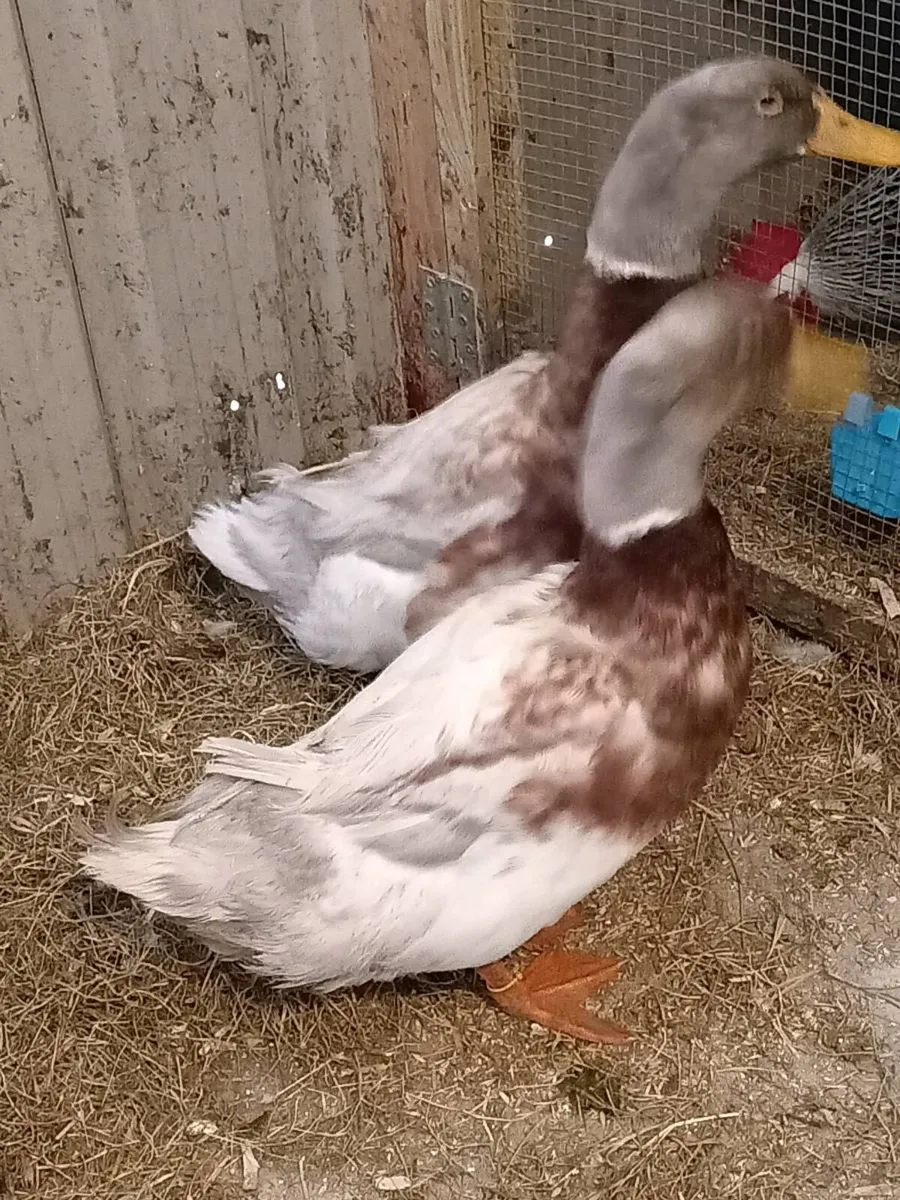 Saxony ducks laying - Image 4