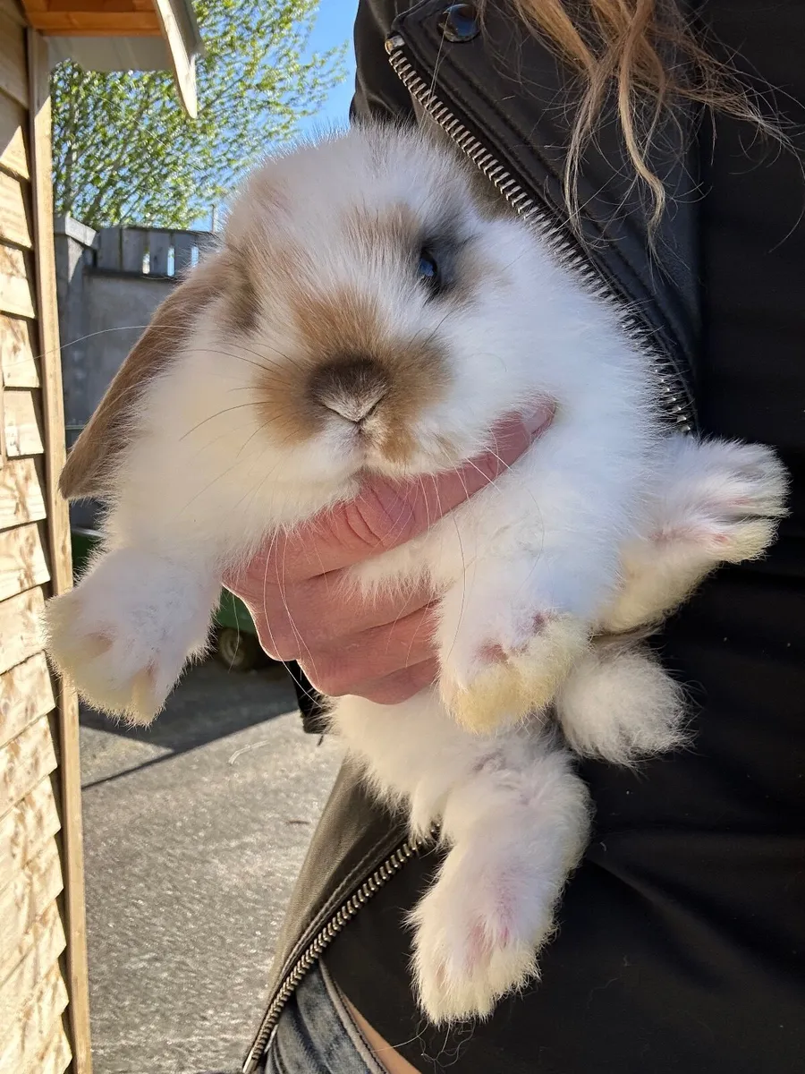 Baby rabbits - Image 1