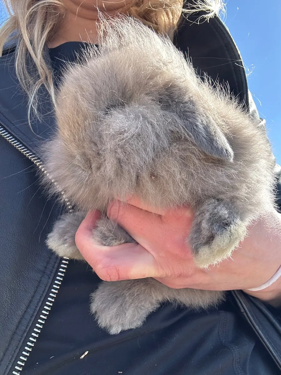 Baby rabbits - Image 3