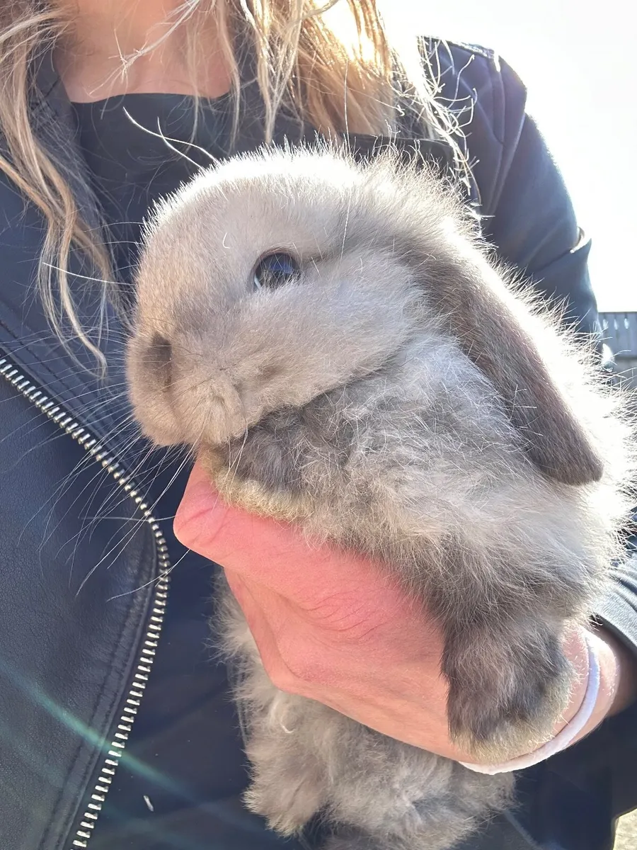 Baby rabbits - Image 2