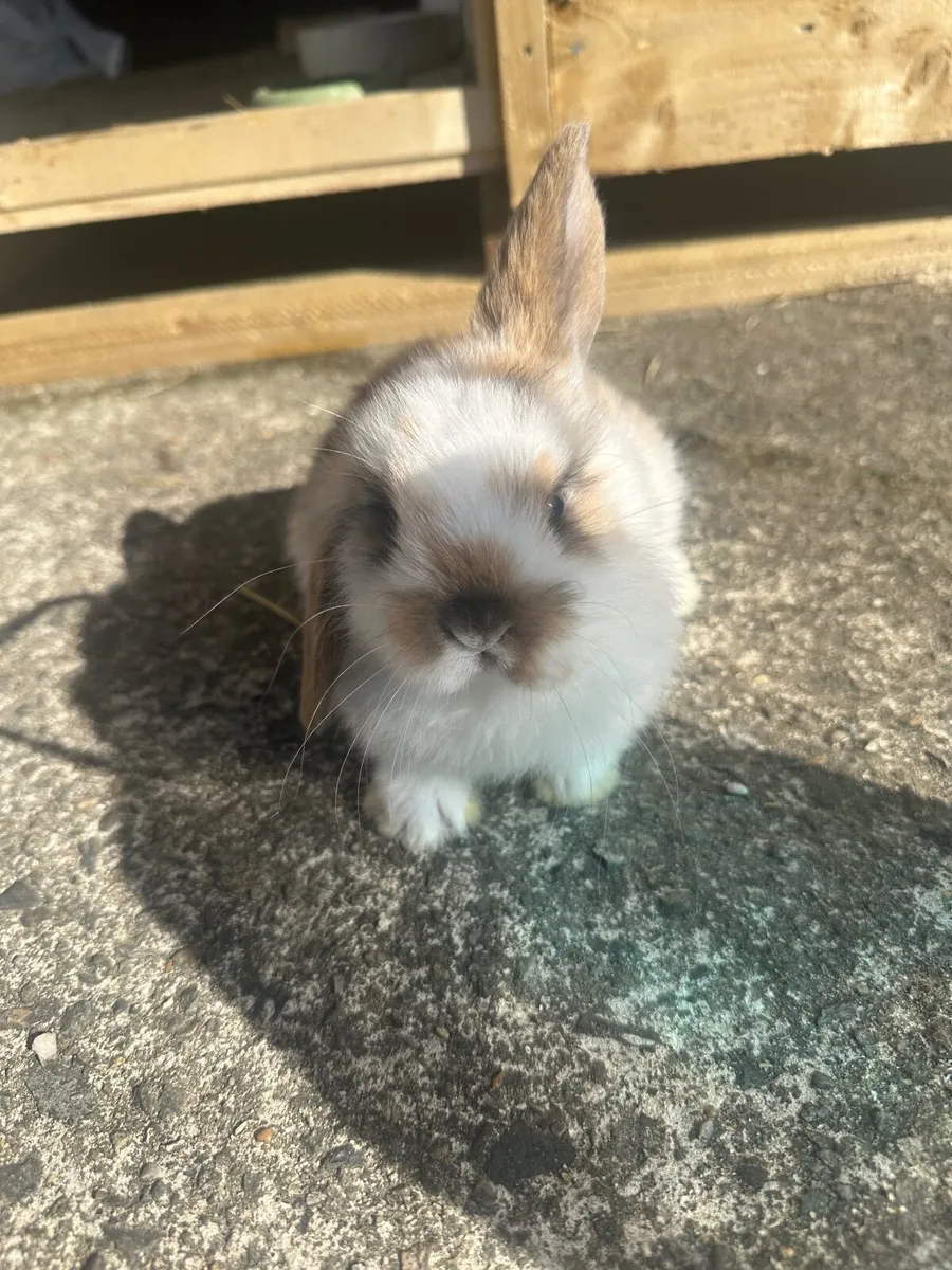 Baby rabbits - Image 4