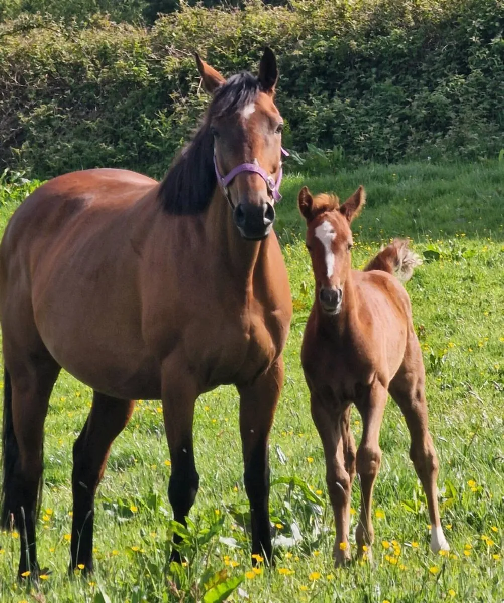 TB Mare and Colt Foal - Image 1