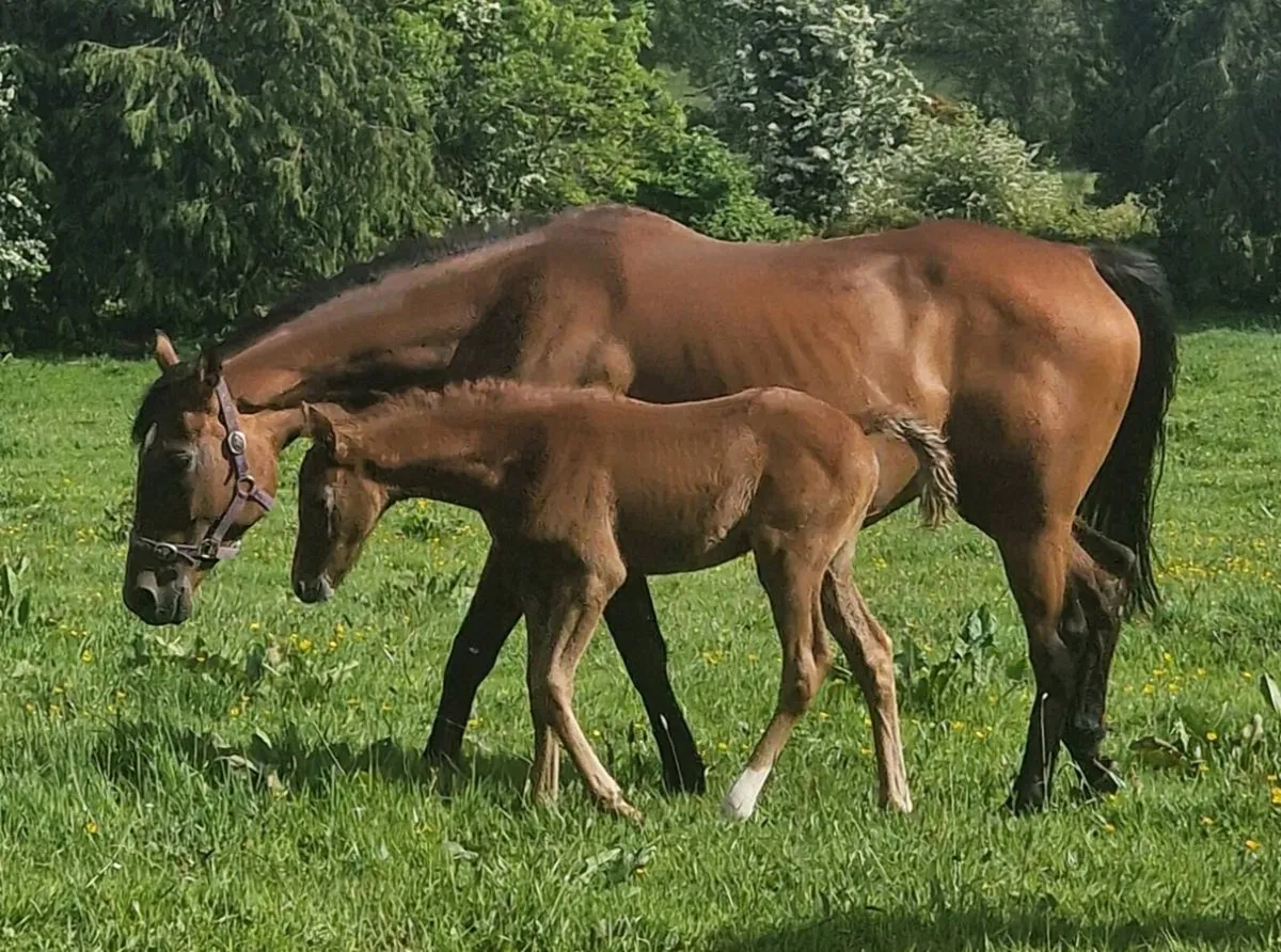 TB Mare and Colt Foal - Image 2