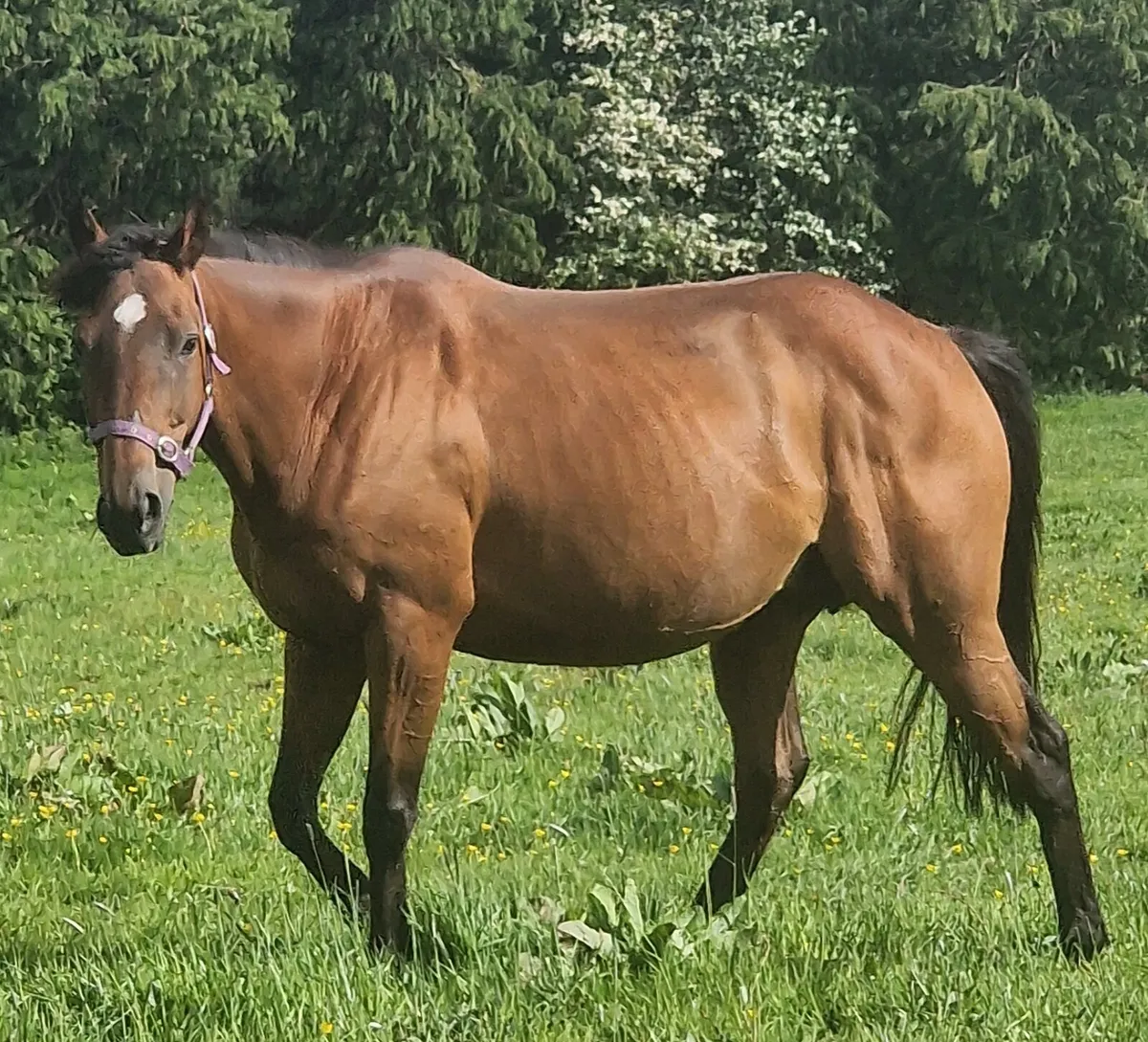 TB Mare and Colt Foal - Image 3