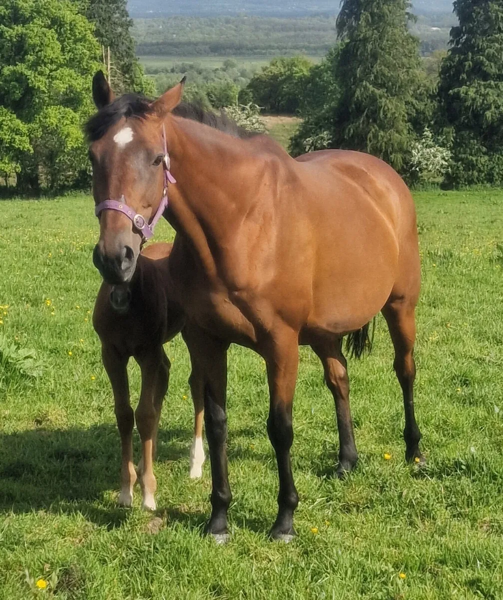 TB Mare and Colt Foal - Image 4