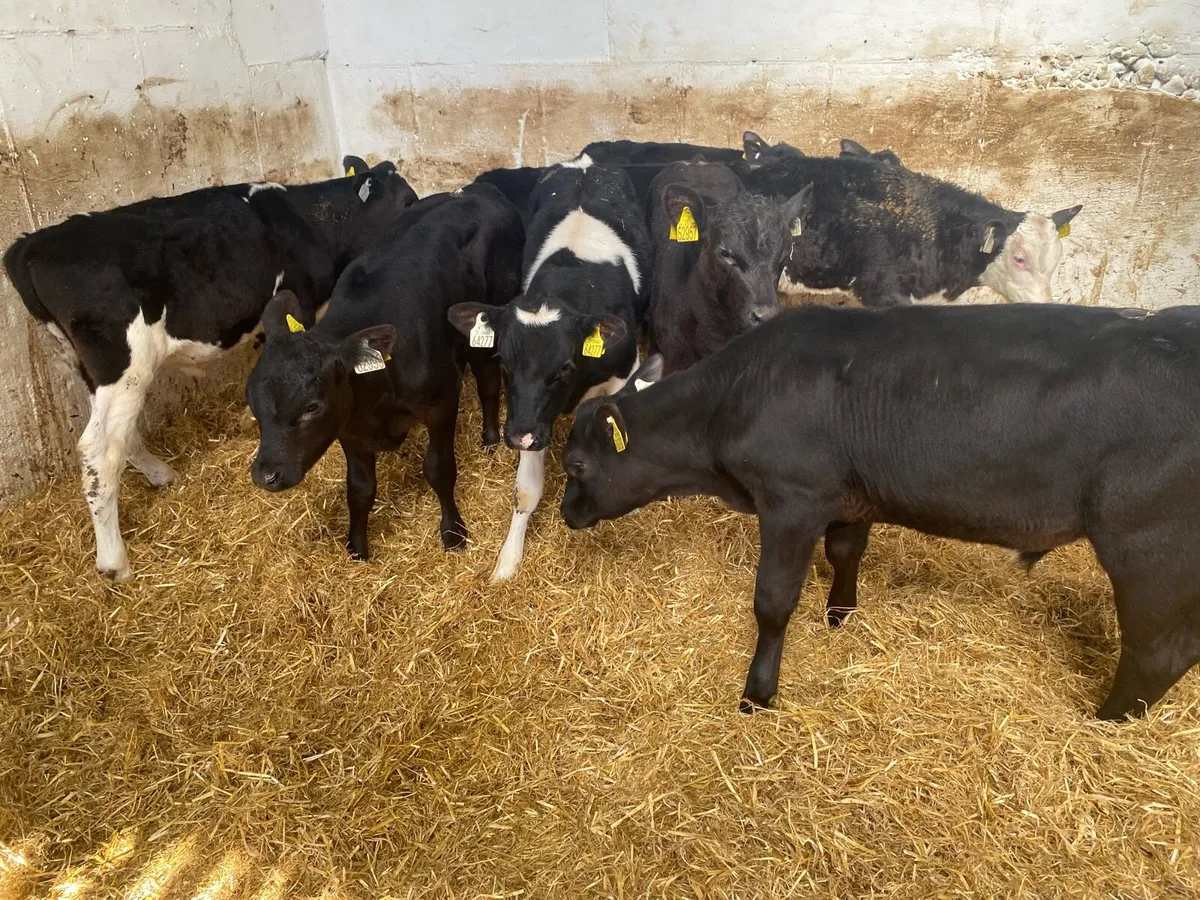 8 Reared Bull Calves - Image 1