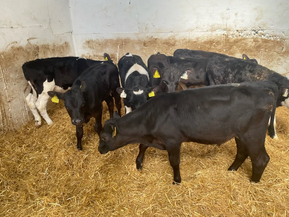 8 Reared Bull Calves - Image 2