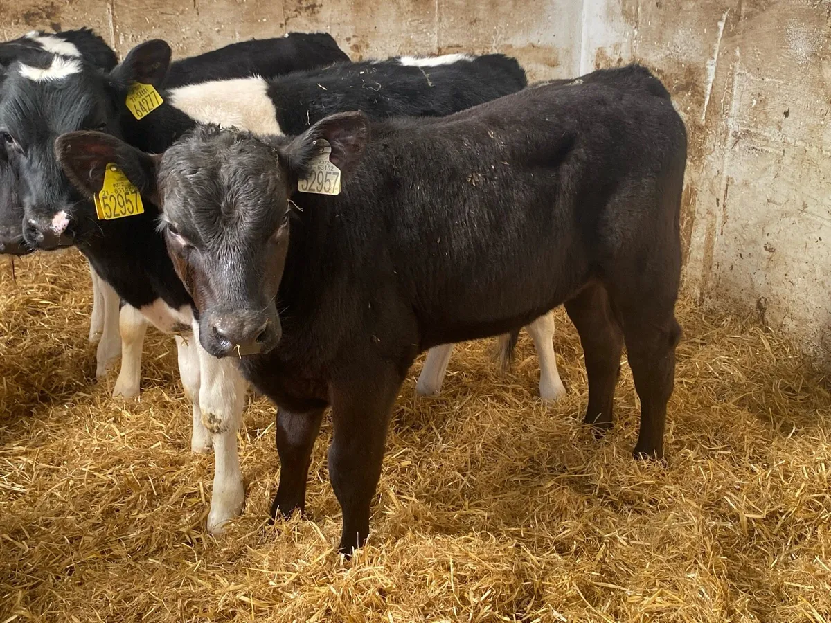 8 Reared Bull Calves - Image 3