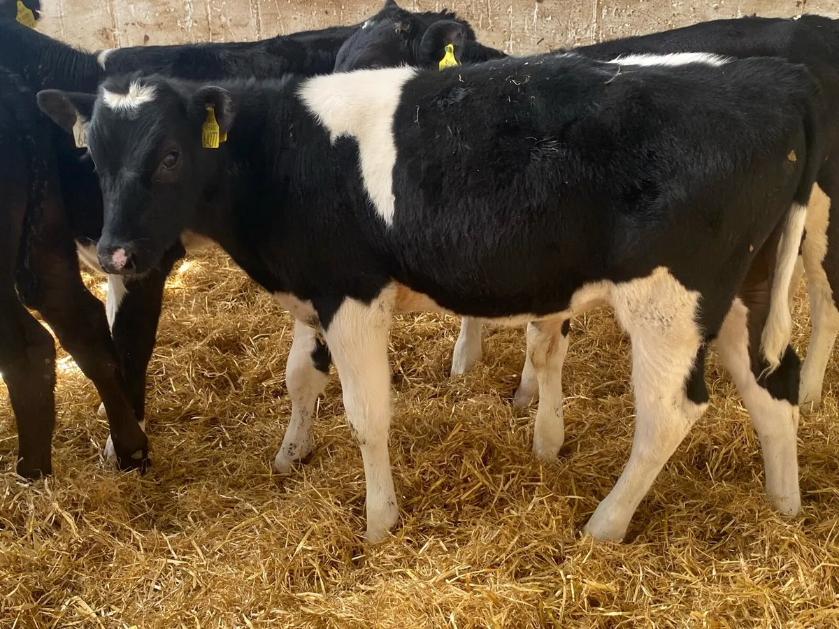8 Reared Bull Calves - Image 4