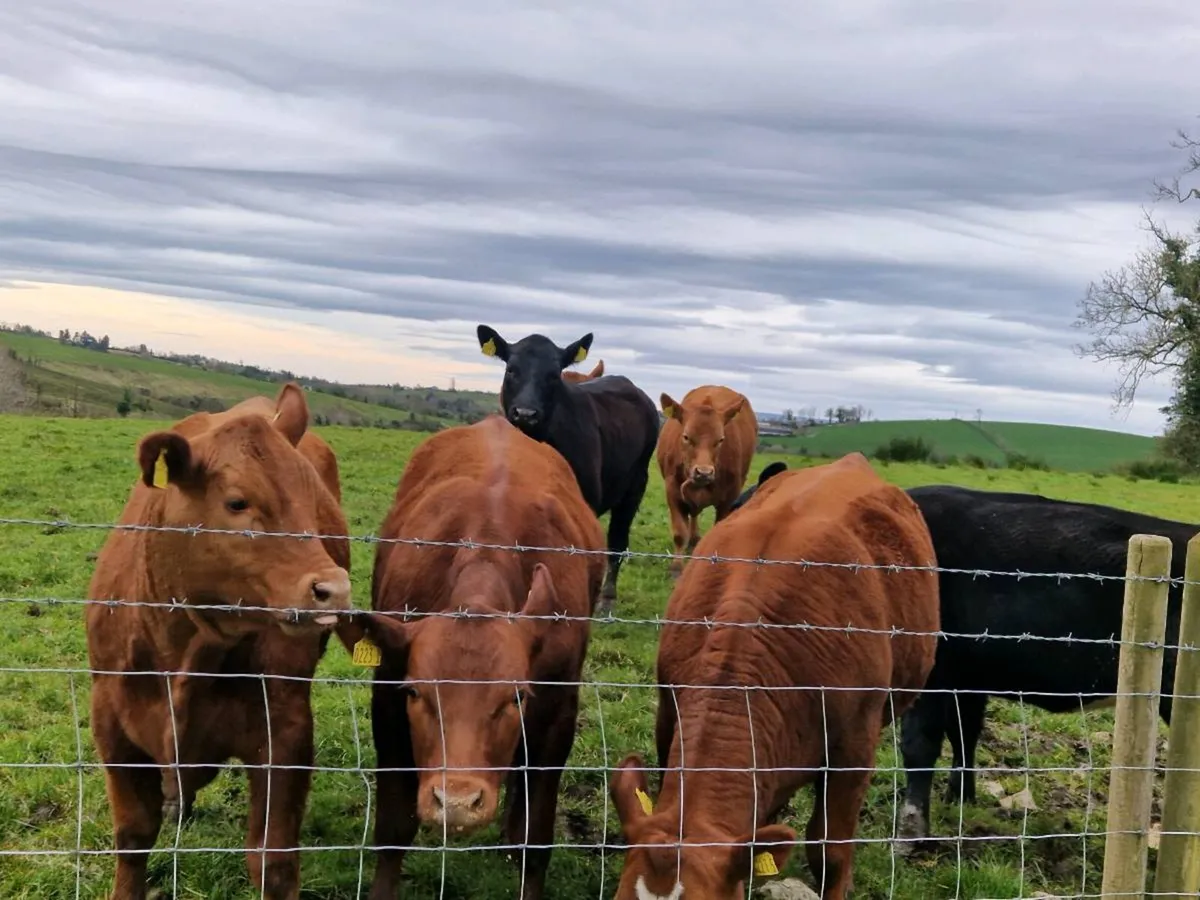 Stabiliser Heifers - Image 2