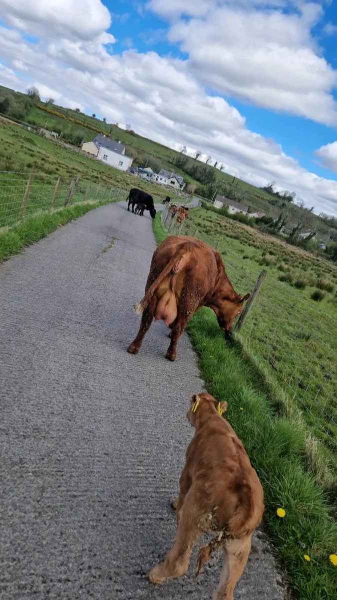 Stabiliser Heifers - Image 4