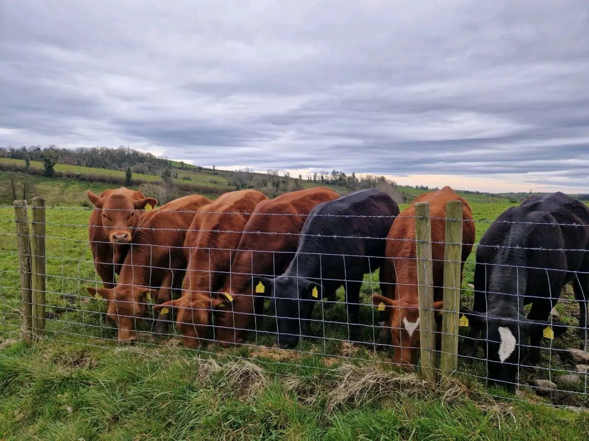 Stabiliser Heifers - Image 1