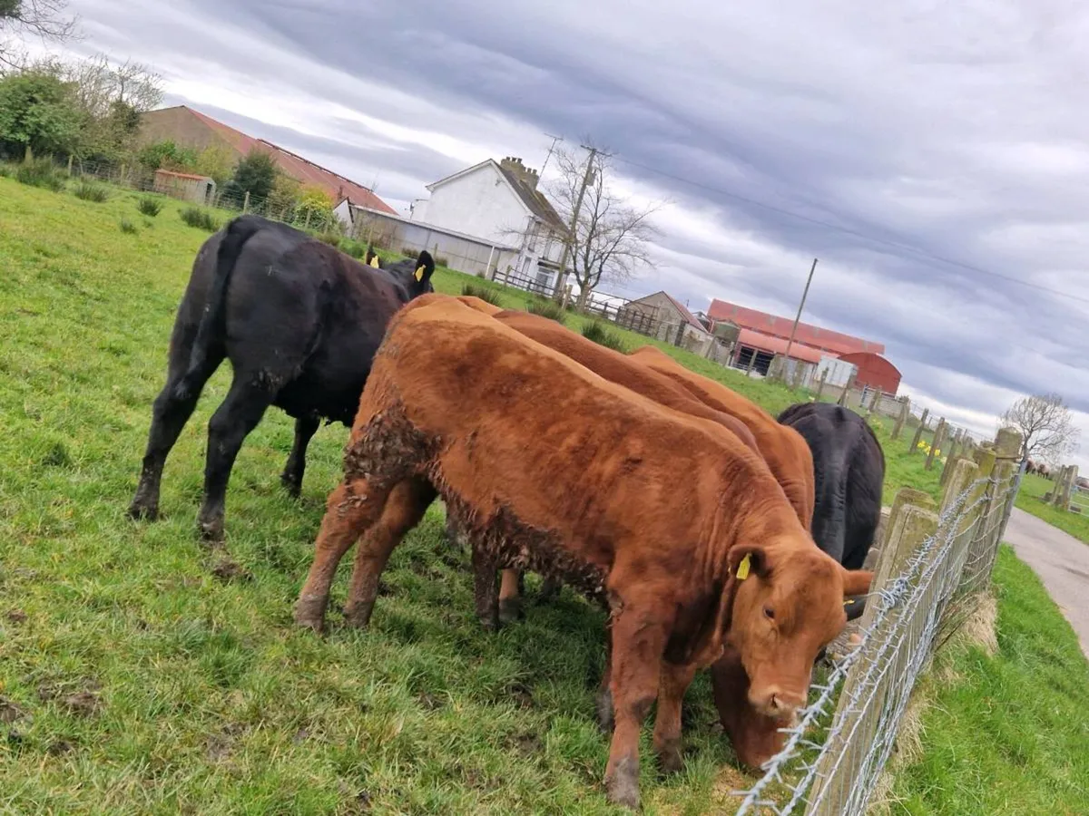 Stabiliser Heifers - Image 3