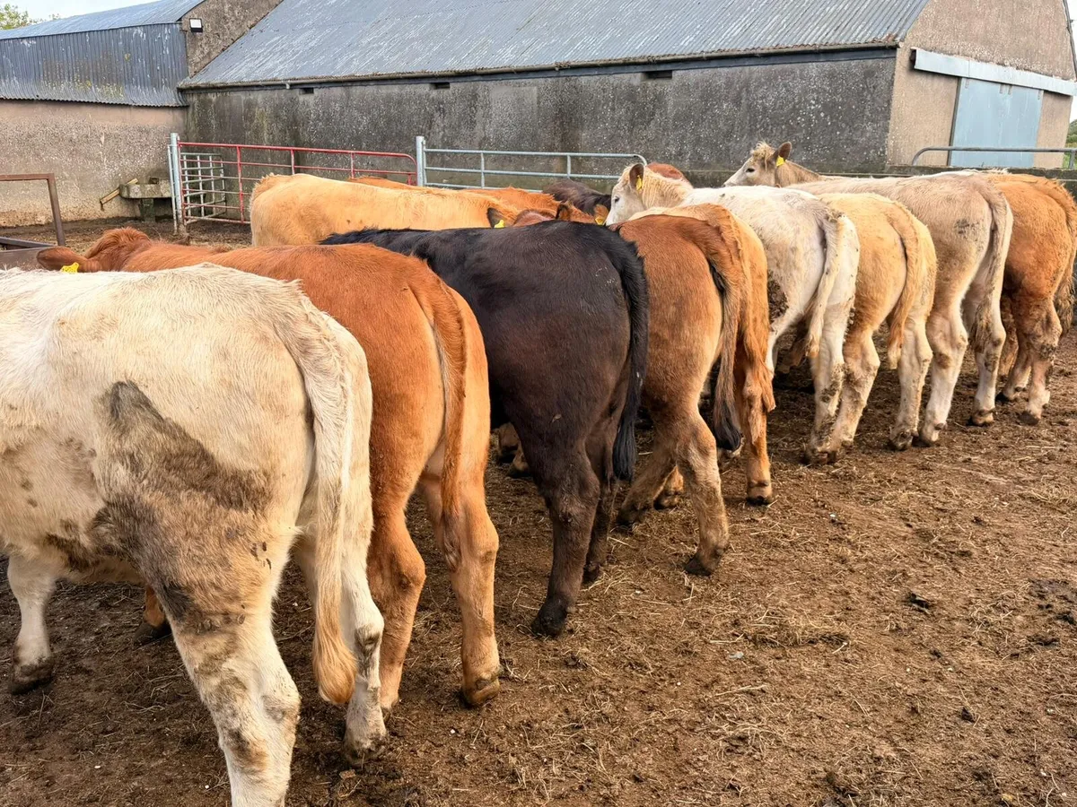 Charolais & Limousin Heifers - Image 3