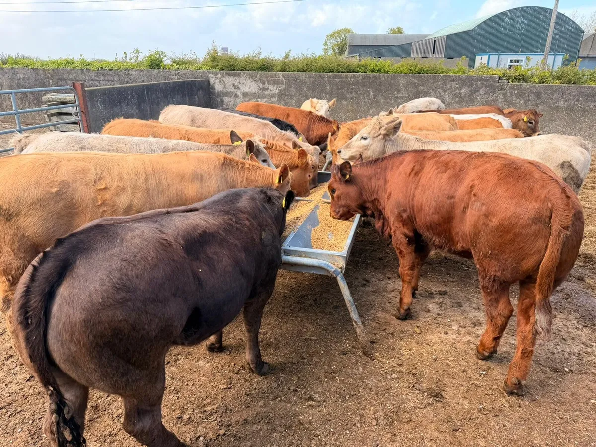Charolais & Limousin Heifers - Image 4