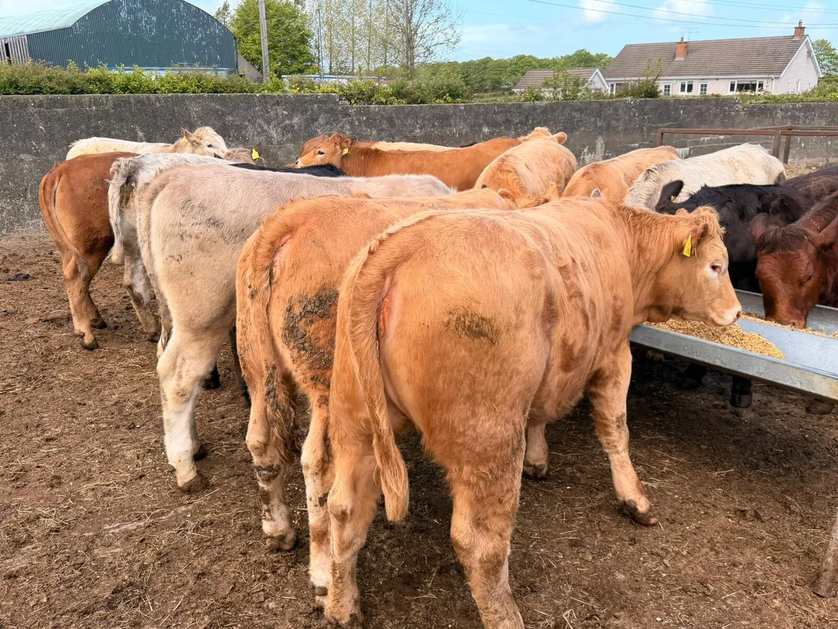 Charolais & Limousin Heifers - Image 2