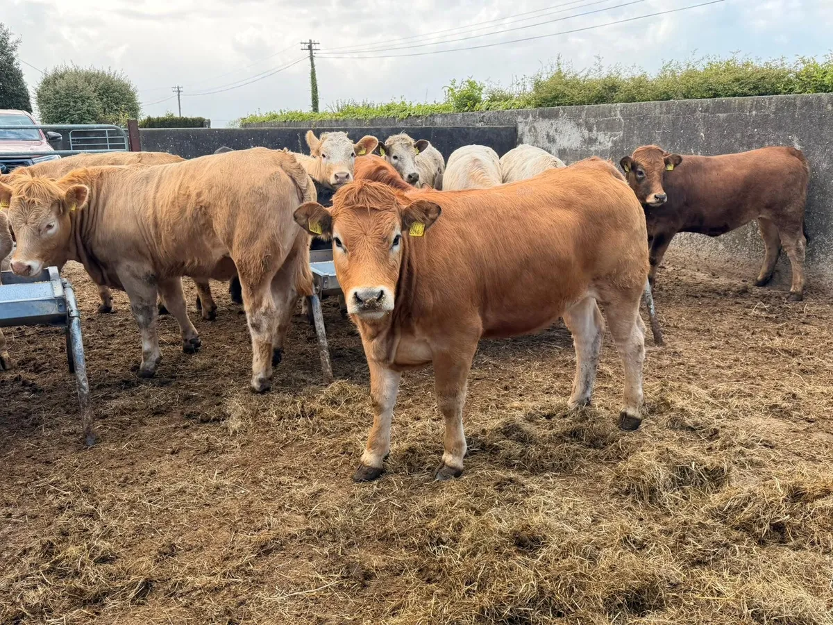 Charolais & Limousin Heifers - Image 1