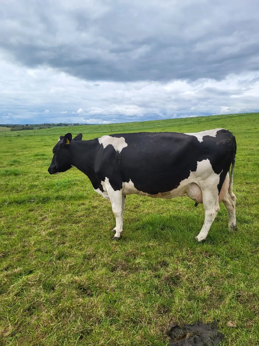 Clearance Dairy Sale Bandon Mart 14th May - Image 2