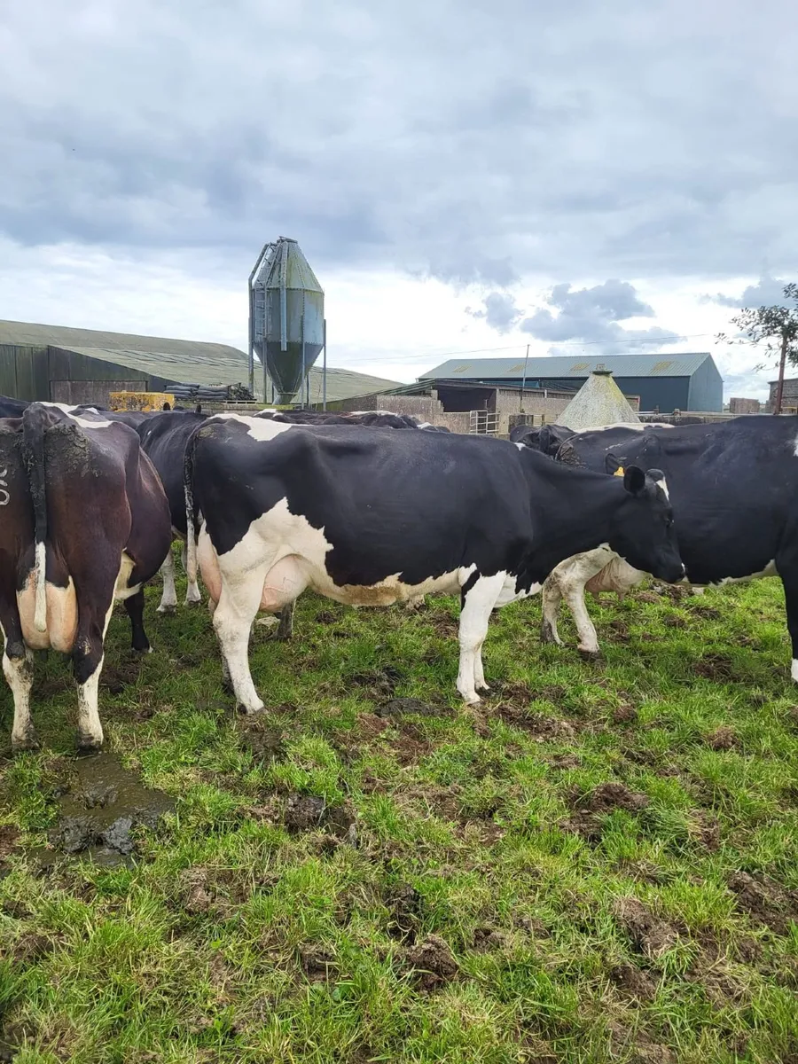 Clearance Dairy Sale Bandon Mart 14th May - Image 3