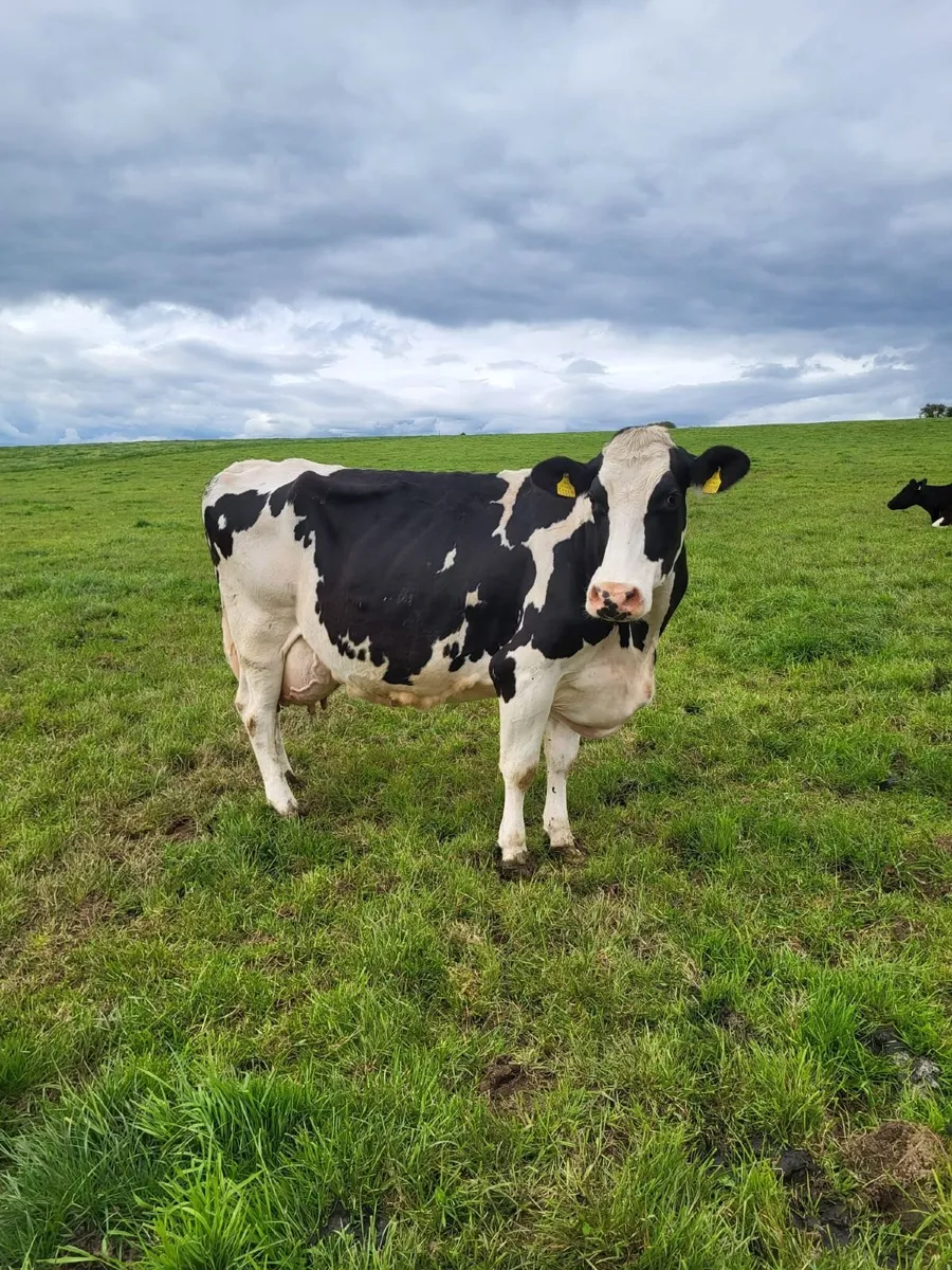 Clearance Dairy Sale Bandon Mart 14th May - Image 4