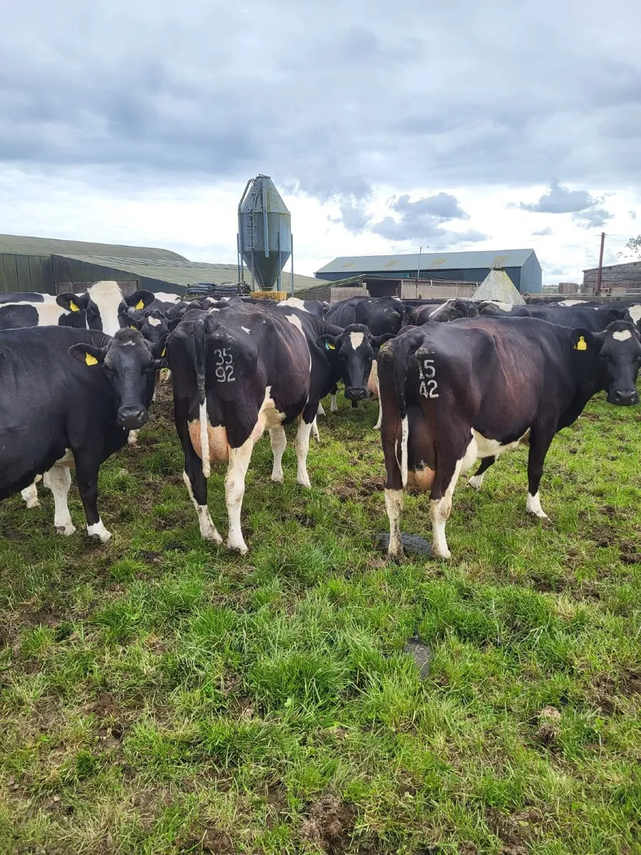 Clearance Dairy Sale Bandon Mart 14th May - Image 1