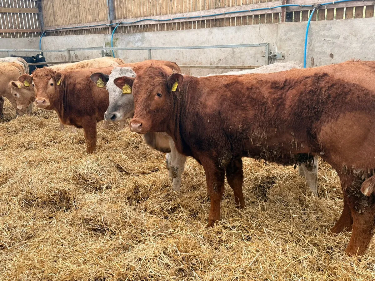 Charolais & Limousin Heifers - Image 3