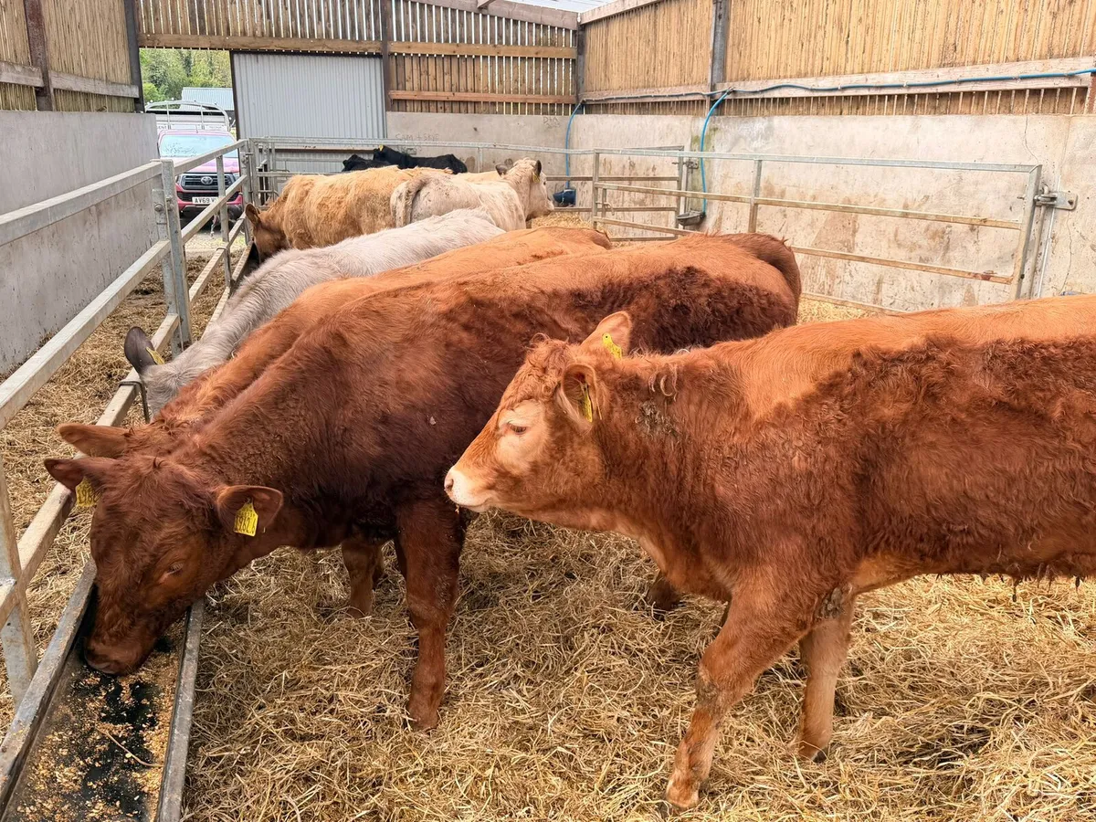 Charolais & Limousin Heifers - Image 4