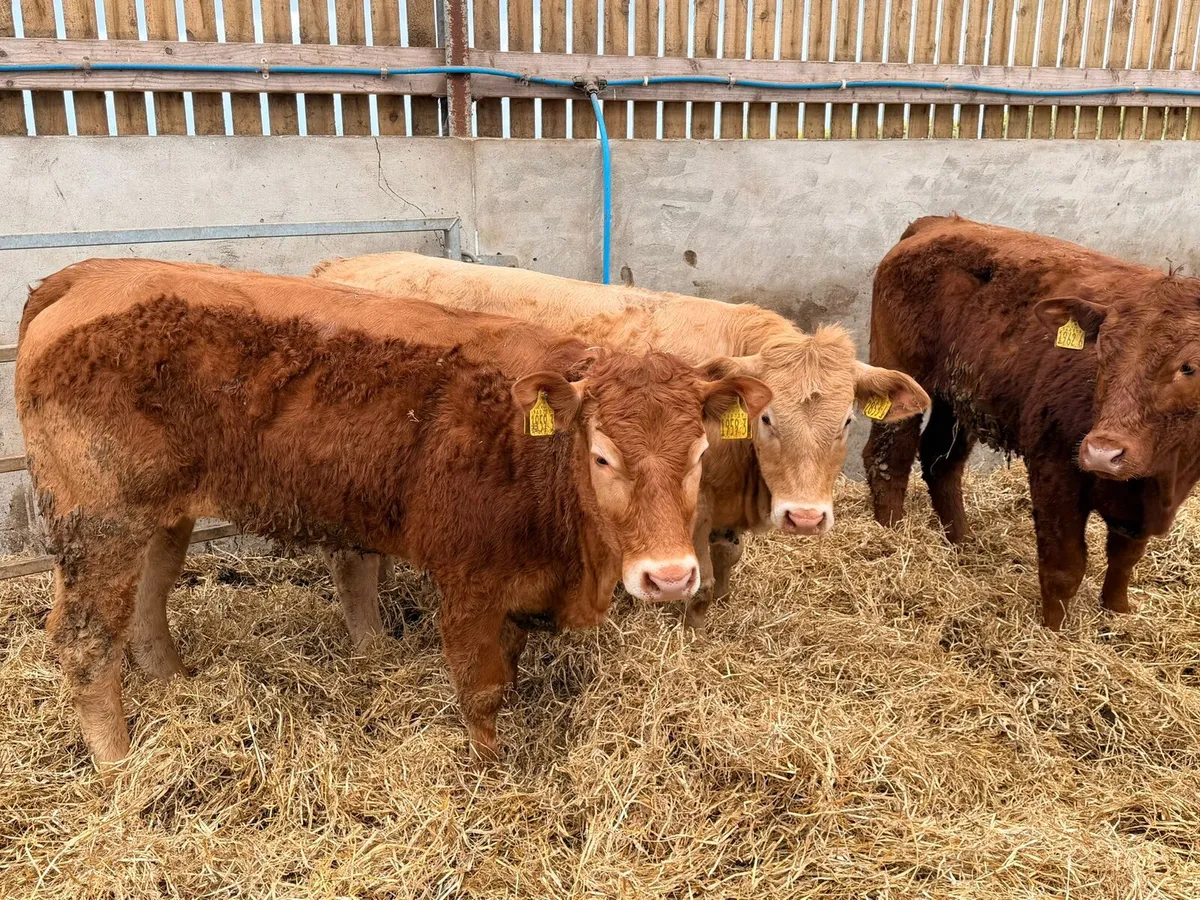 Charolais & Limousin Heifers - Image 1