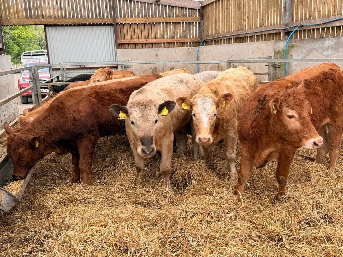 Charolais & Limousin Heifers - Image 2