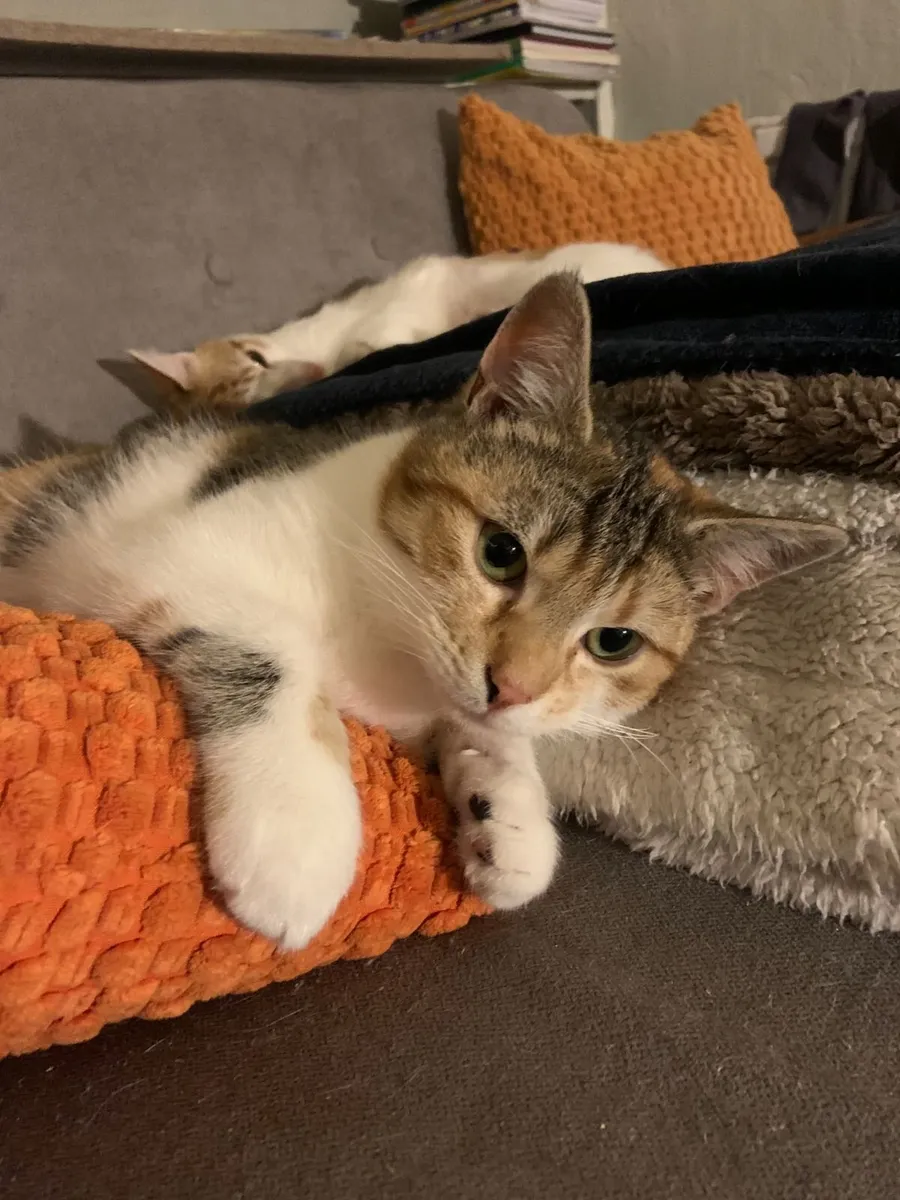 Bimba and Buttons - Image 1
