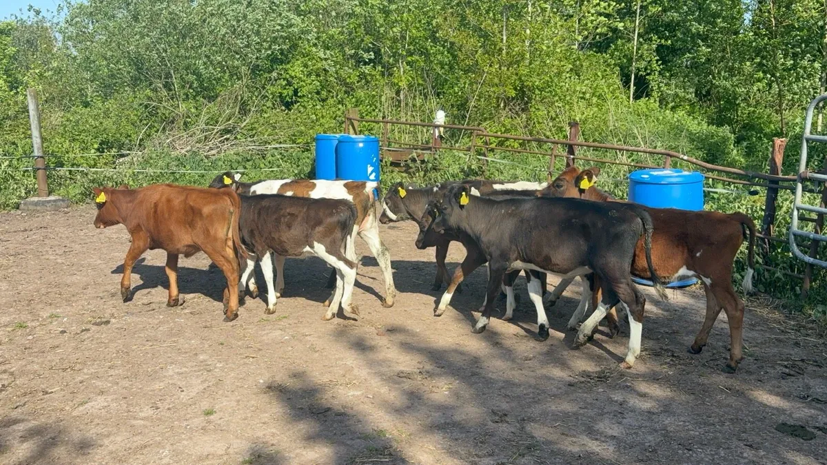 Crossbred heifer calves - Image 4