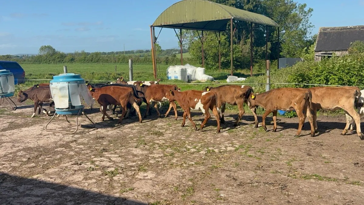 Crossbred heifer calves - Image 1