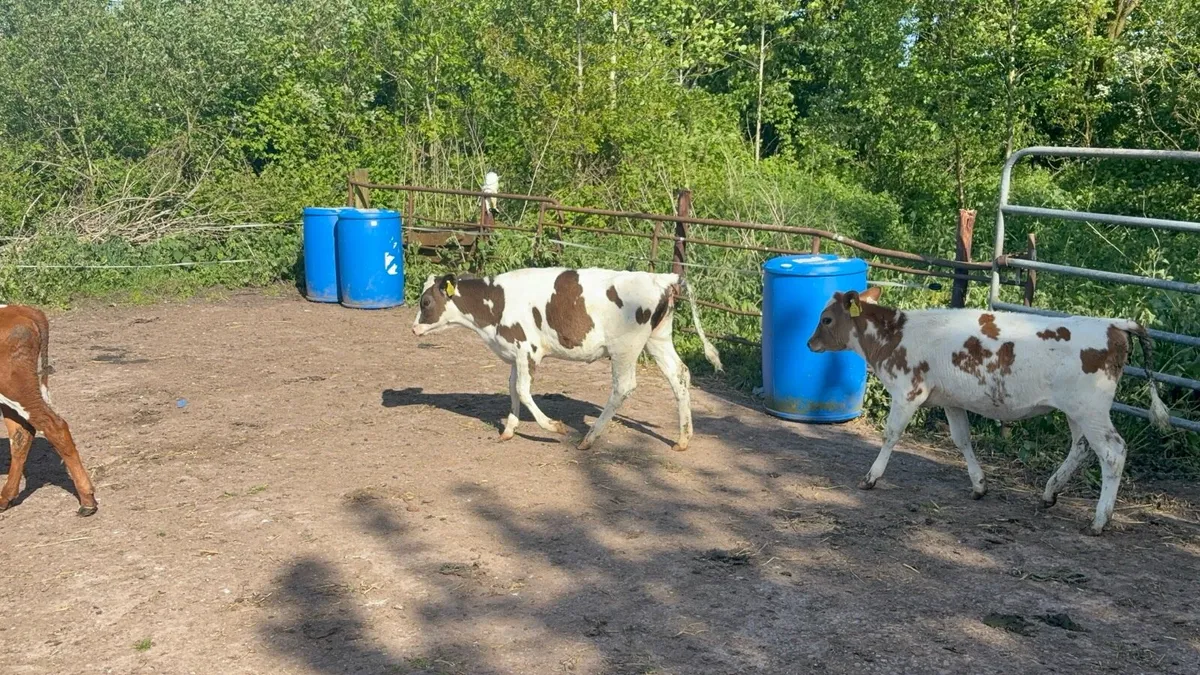 Crossbred heifer calves - Image 2