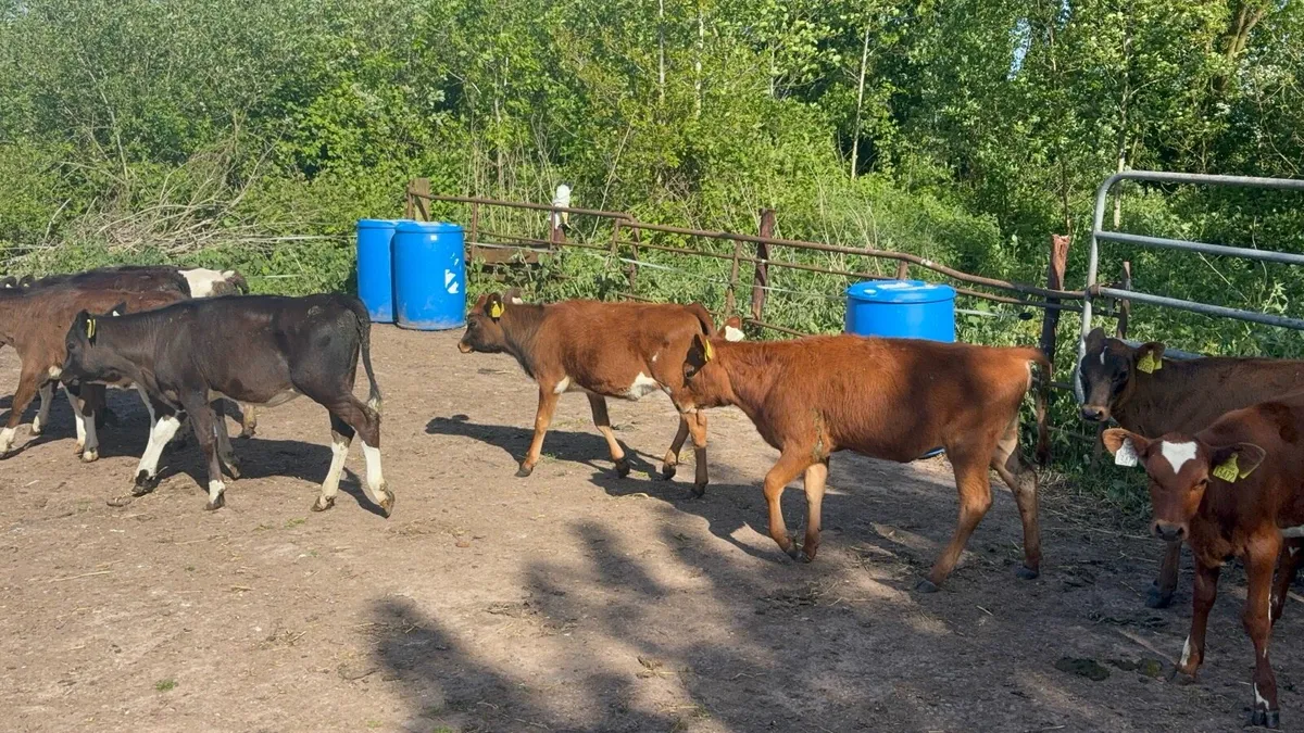 Crossbred heifer calves - Image 3