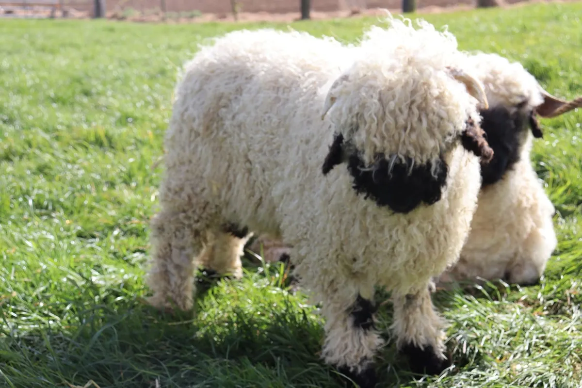 Valais Blacknose Lambs - Image 1