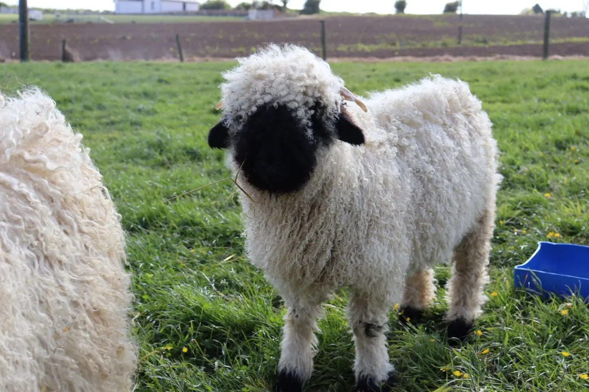 Valais Blacknose Lambs - Image 2