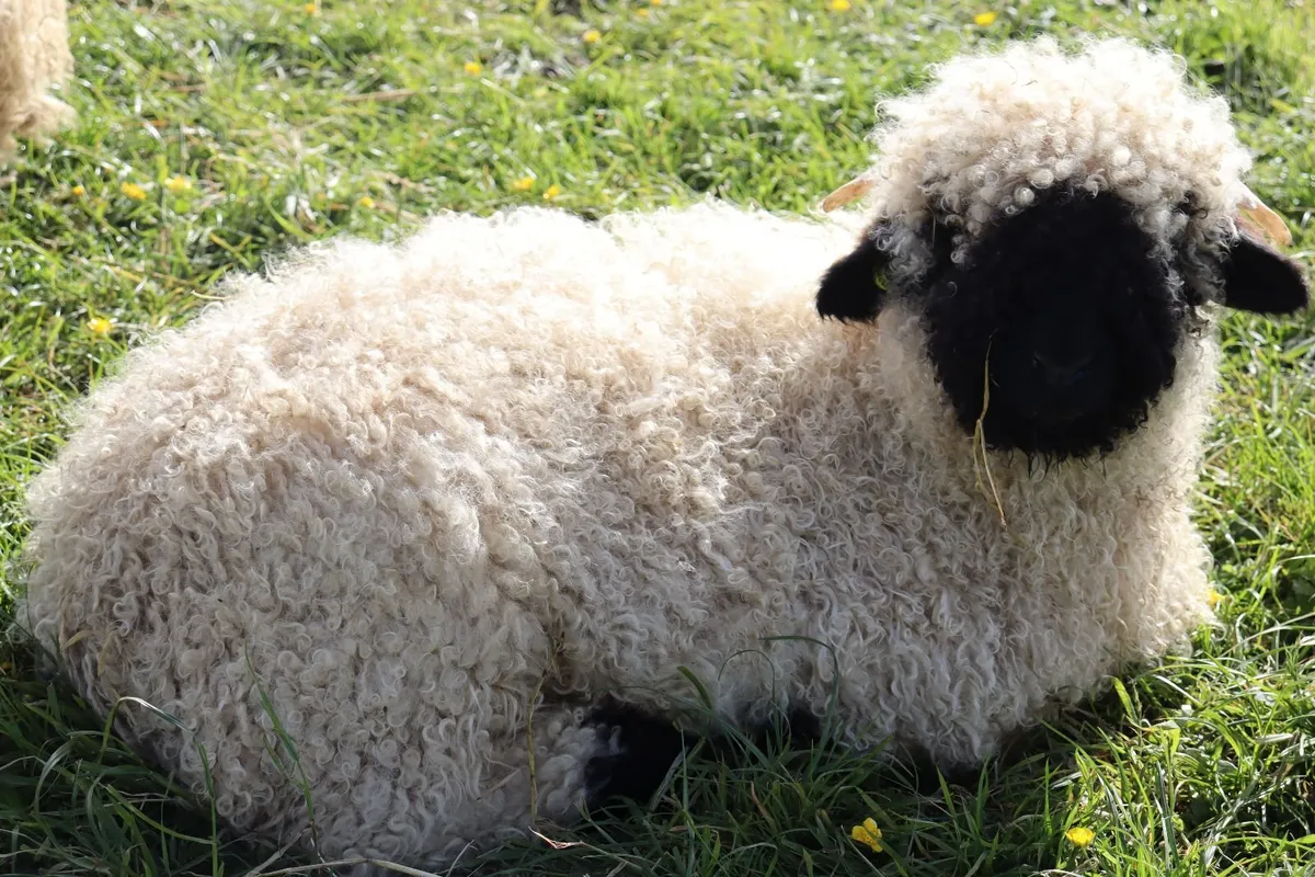 Valais Blacknose Lambs - Image 3